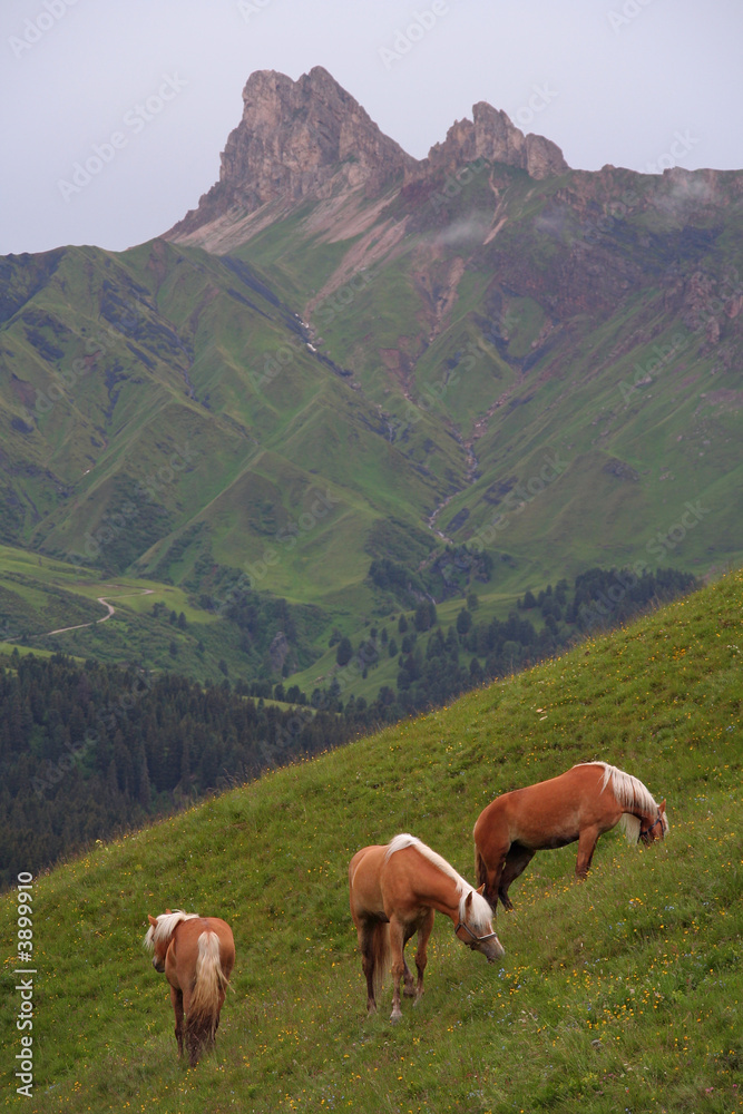 Grazing horses on mountainside in Dolomites