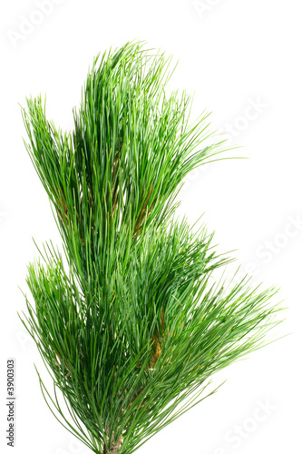 siberian cedar(siberian pine) branch isolated on white