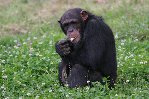 chimpanzé mangeant assis