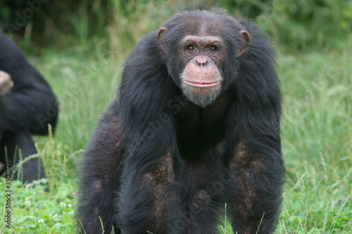 chimpanzé se tenant sur ses pattes avant