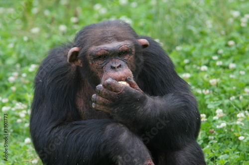 chimpanzé mangeant