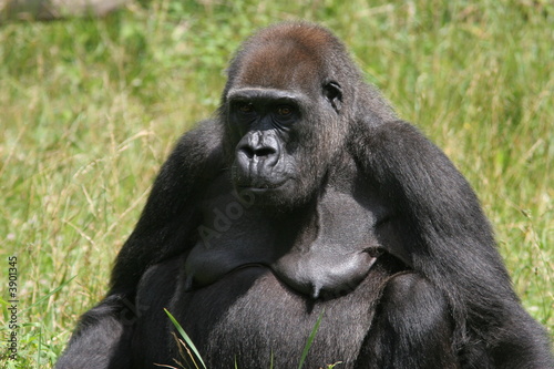 gorille de plaine femelle