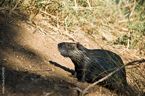 Myocastor coypus-full