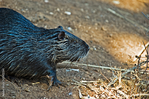 Myocastor coypus (a huge water rodent)