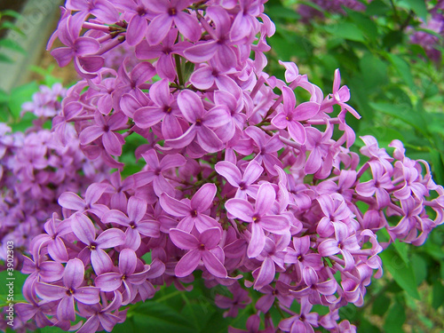 Buddleja davidii flower photo