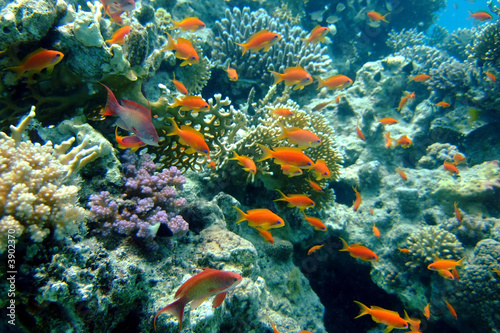Fototapeta Naklejka Na Ścianę i Meble -  Golden Fishes in the Red Sea