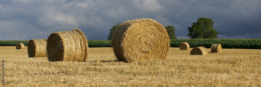 panorama de champ