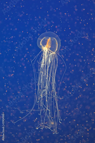 Photography Jellyfish
