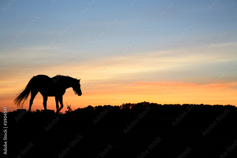 Obraz premium horses on a field