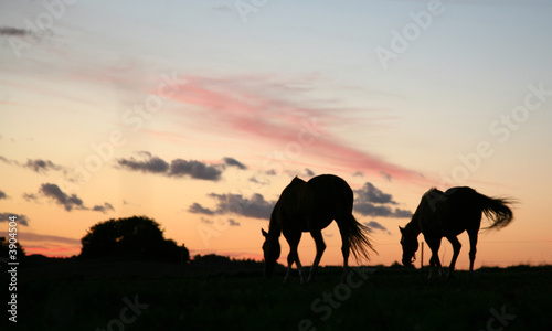 horses on a field 