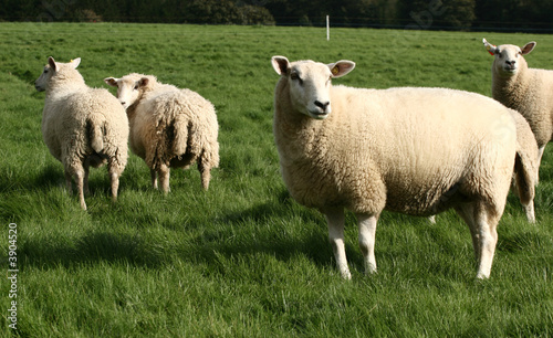 danish sheep on a field in the summer .