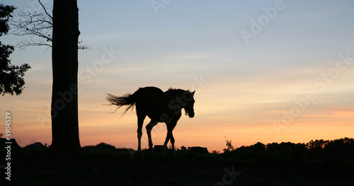 horses on a field in the summer in the countryside  