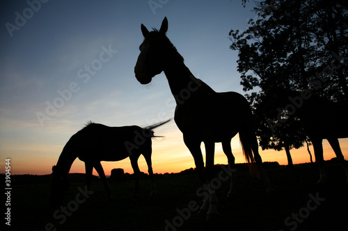 horses on a field in the summer © jeancliclac