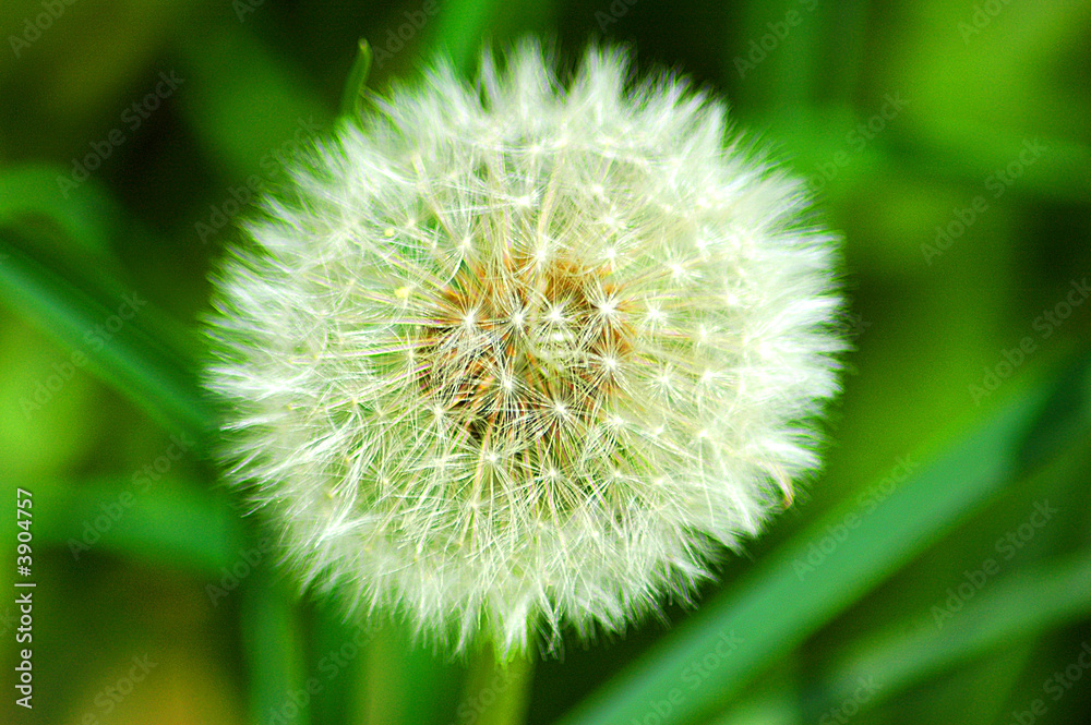 Pusteblume Pusteblume
