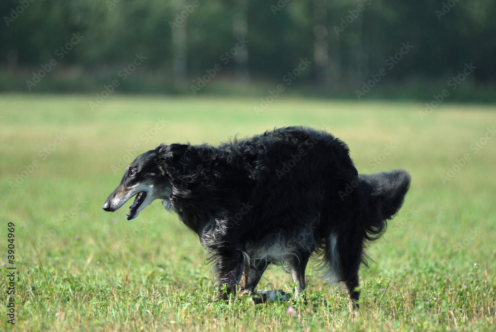Fototapeta premium Borzoi running on the grass