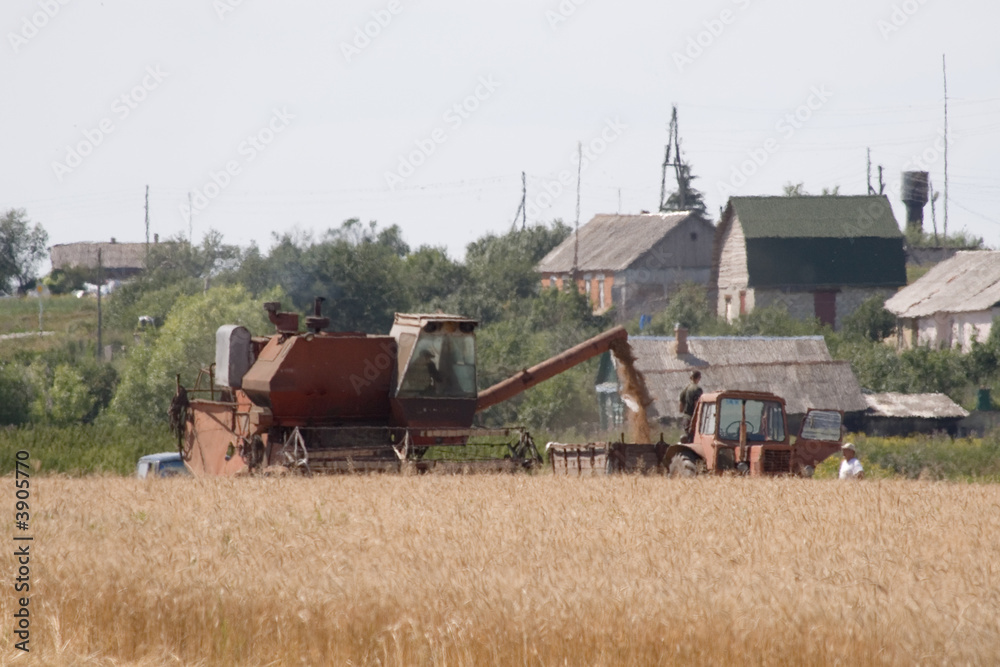 Fototapeta premium Grain harvester combine
