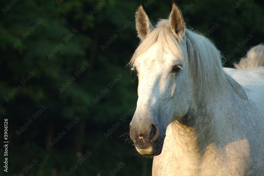 Obraz premium percheron blanc