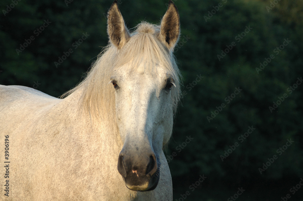 Fototapeta premium biały percheron