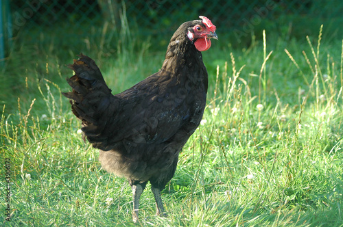 poule commune noire