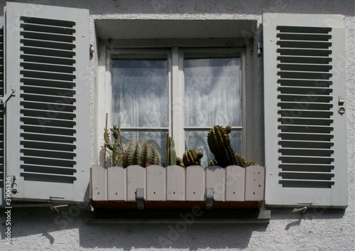 Kakteen am Fenster