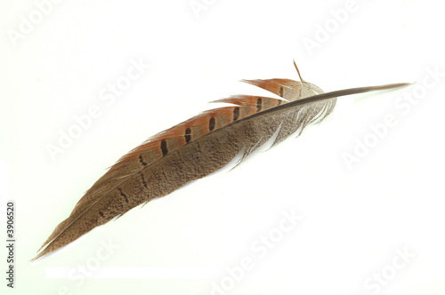 Feather, isolated
