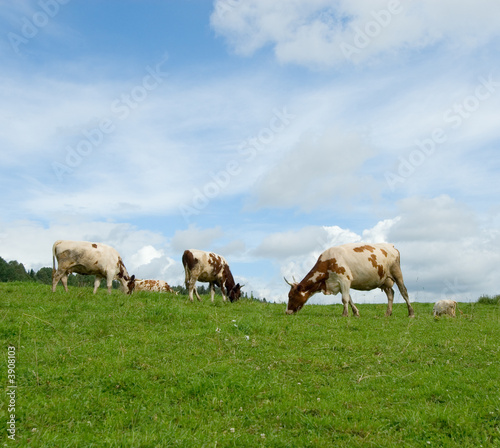 cows in green field © javarman