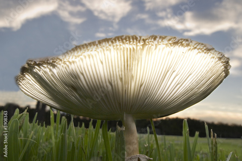 Under the Giant Toadstool