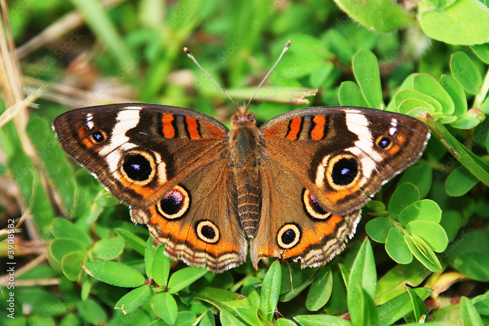 Common Buckeye Common Buckeye