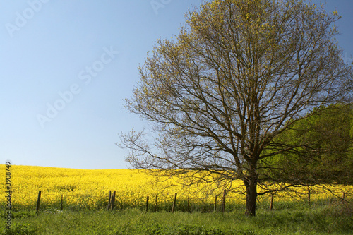 Oil seed rape field with Oak tree in Sussex