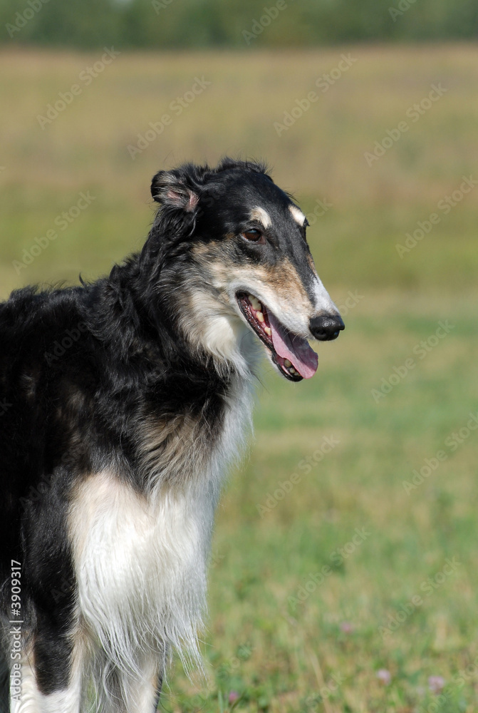 Fototapeta premium Portrait of Borzoi on the grass