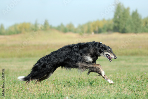 Borzoi running on the grass