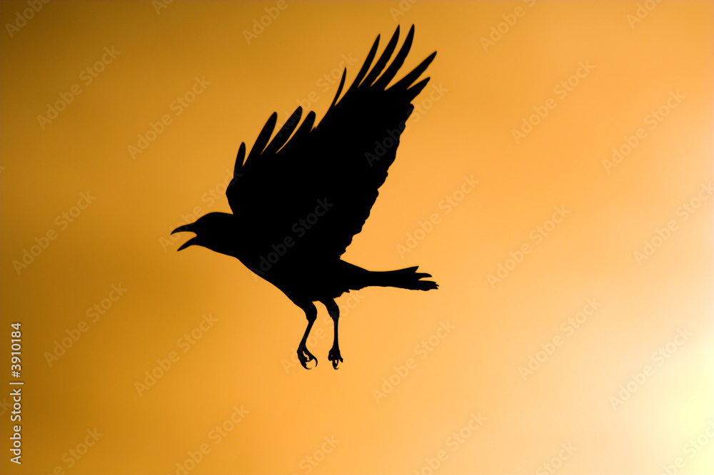 Fototapeta premium Crow silhouette