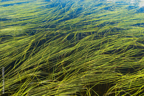 Algaes in lake background