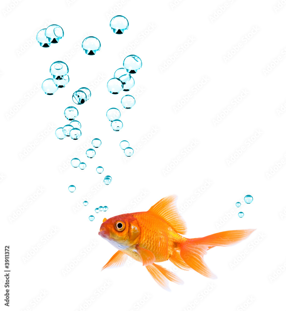 High resolution image of goldfish with bubbles.