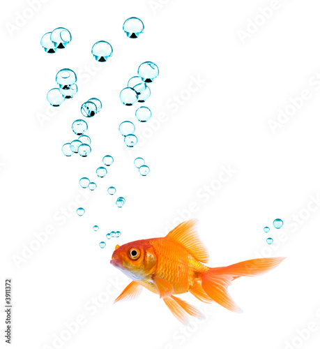 Canvas Print High resolution image of goldfish with bubbles.