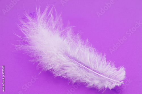 small feather close-up on a violet background