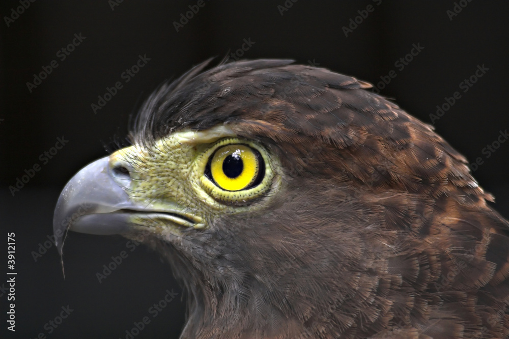 Serpent eagle Serpent eagle