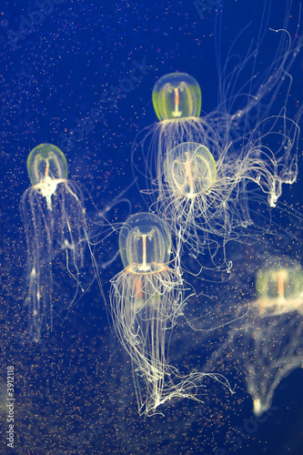 Photography Jellyfish