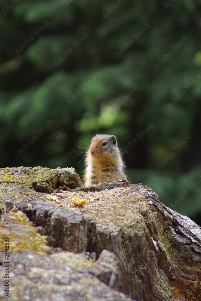 Ground Squirrel 1