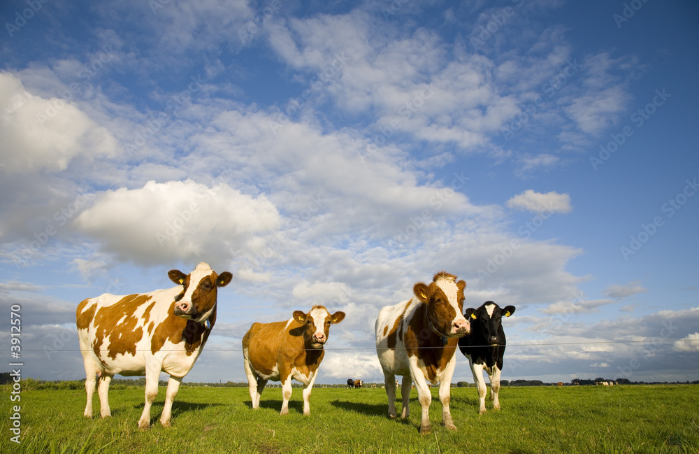 Dutch cows 1 Dutch cows 1