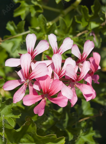 Fiori rosa