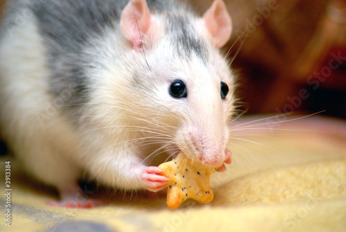 hungrige Ratte