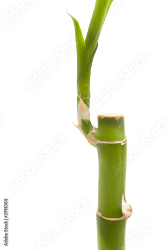 Bamboo plant on isolated white background