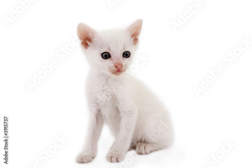 white kitten standing on a floor and looking right