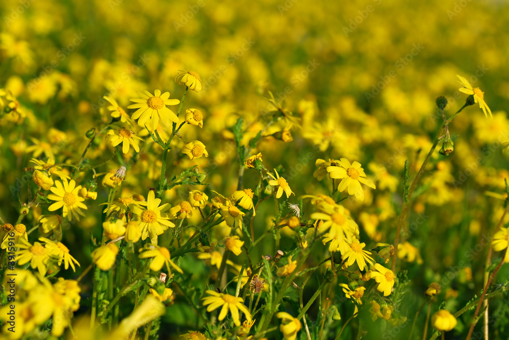 Obraz premium Yellow flowers field background at spring