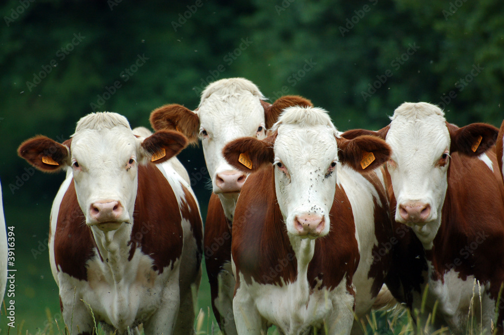 portrait de vaches
