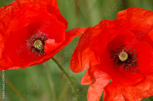 coquelicots