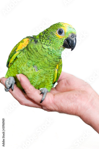 Amazone parrot