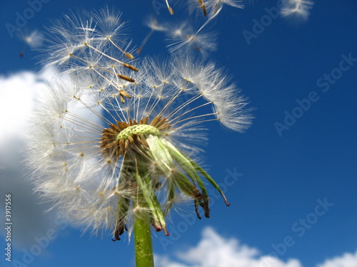 Pusteblume