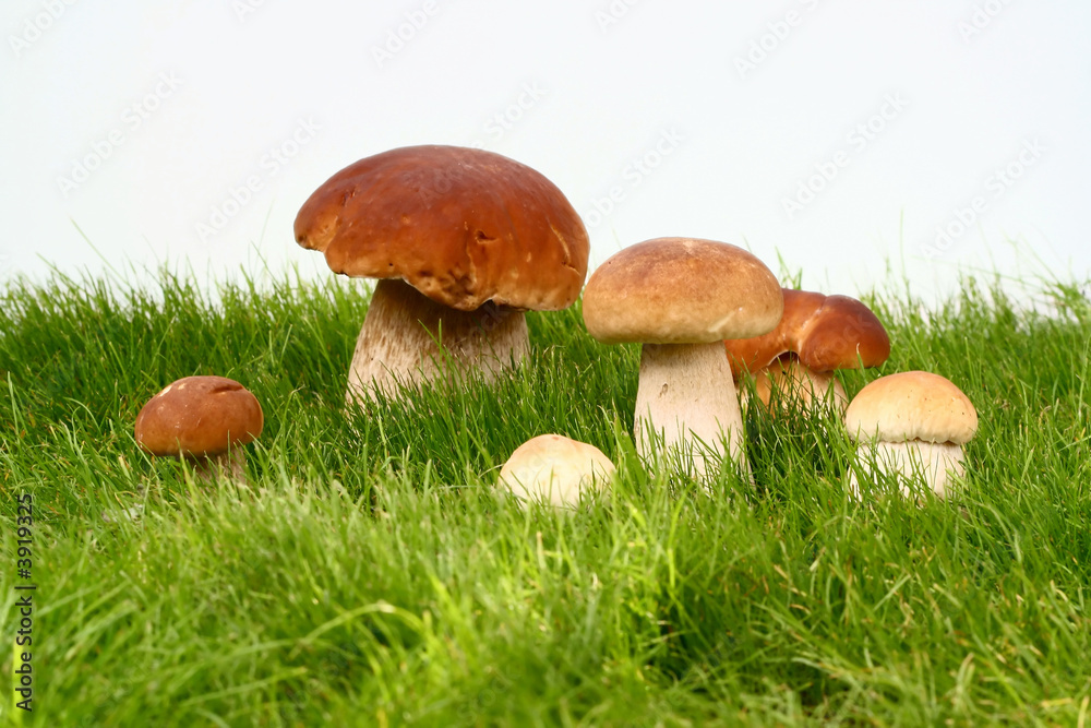 Mushrooms in grass and on white background Mushrooms in grass and on white background